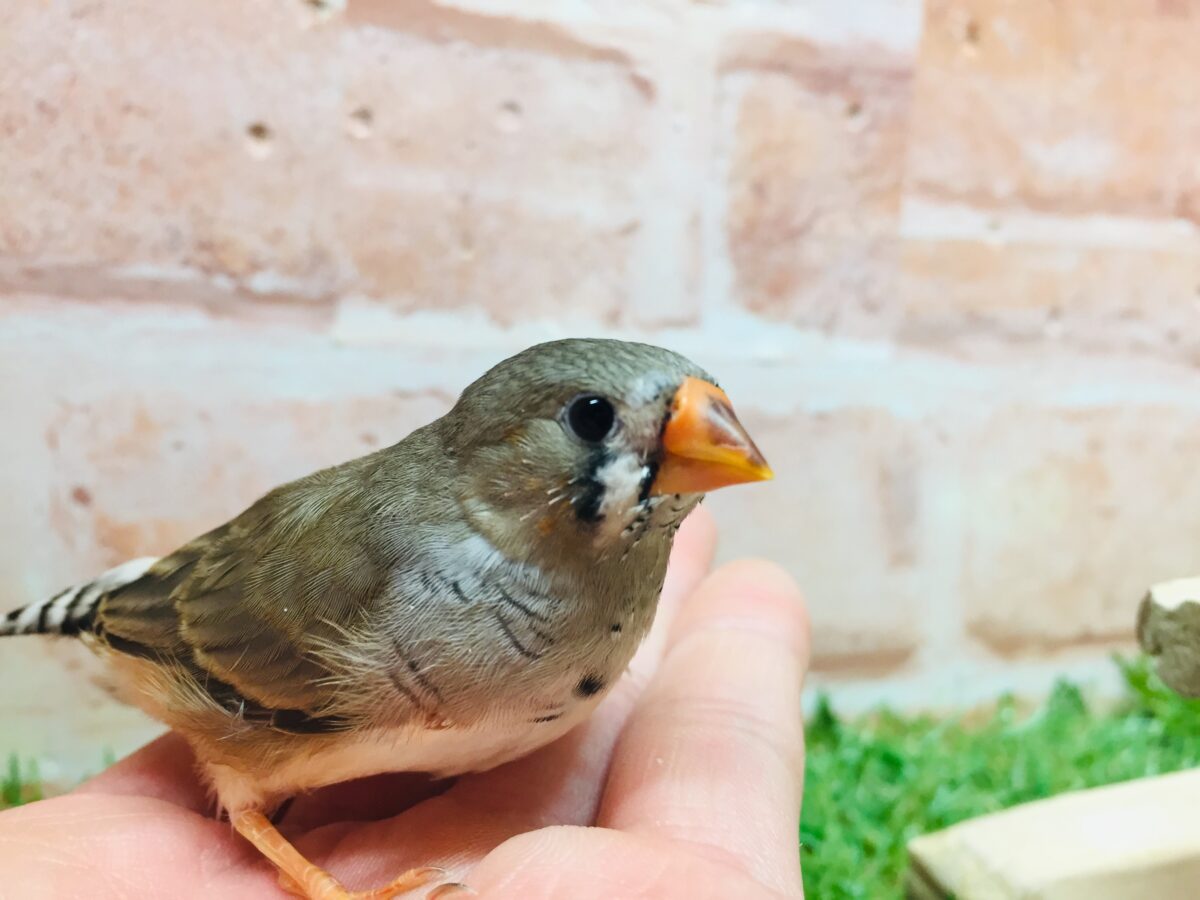 錦花鳥（キンカチョウ）