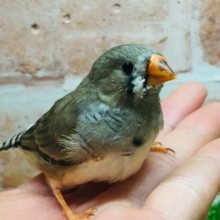ミニミニ怪獣ちゃん再来🔥🔥🔥　キンカチョウ（ノーマル）