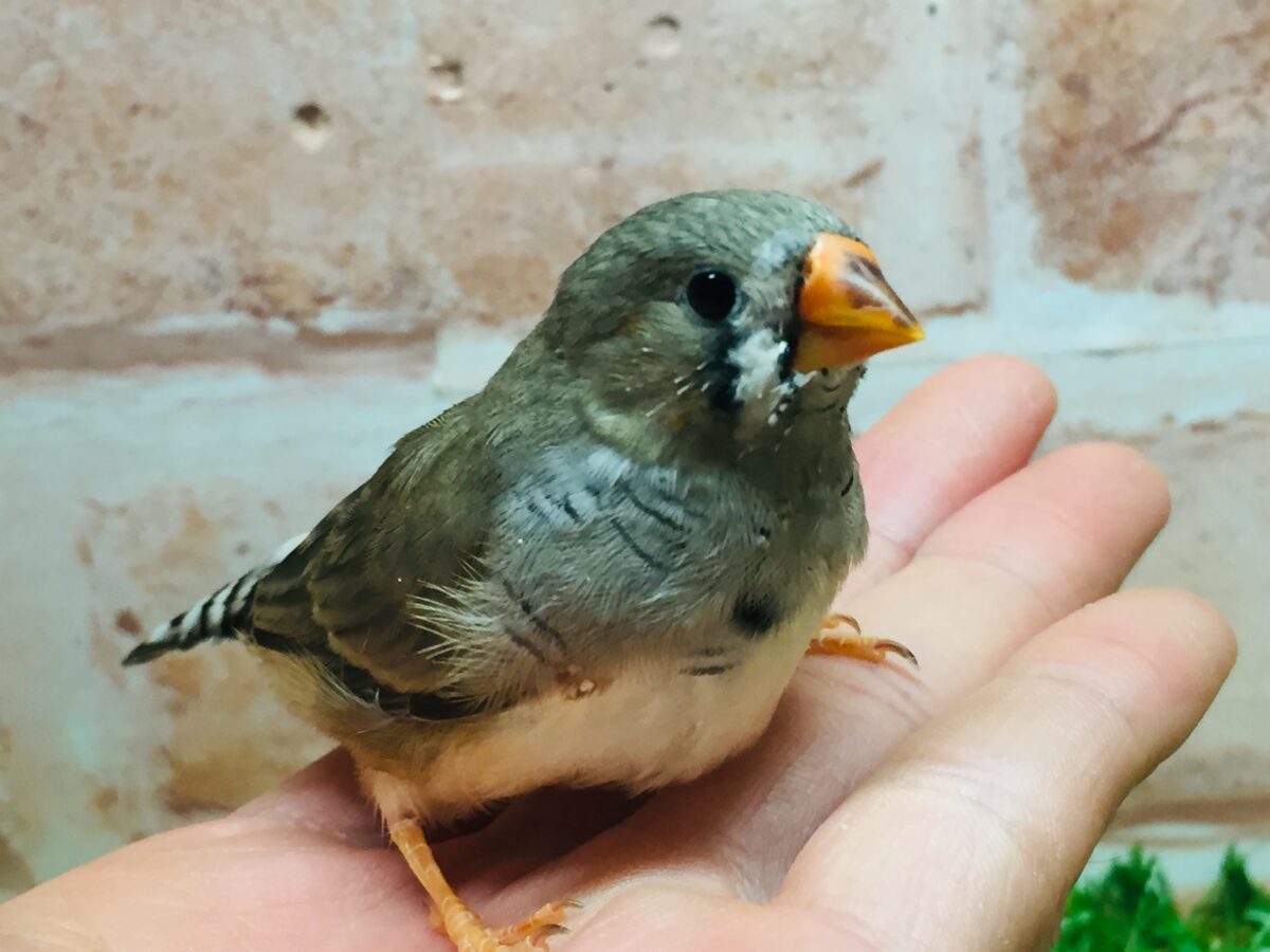 ミニミニ怪獣ちゃん再来🔥🔥🔥　キンカチョウ（ノーマル）