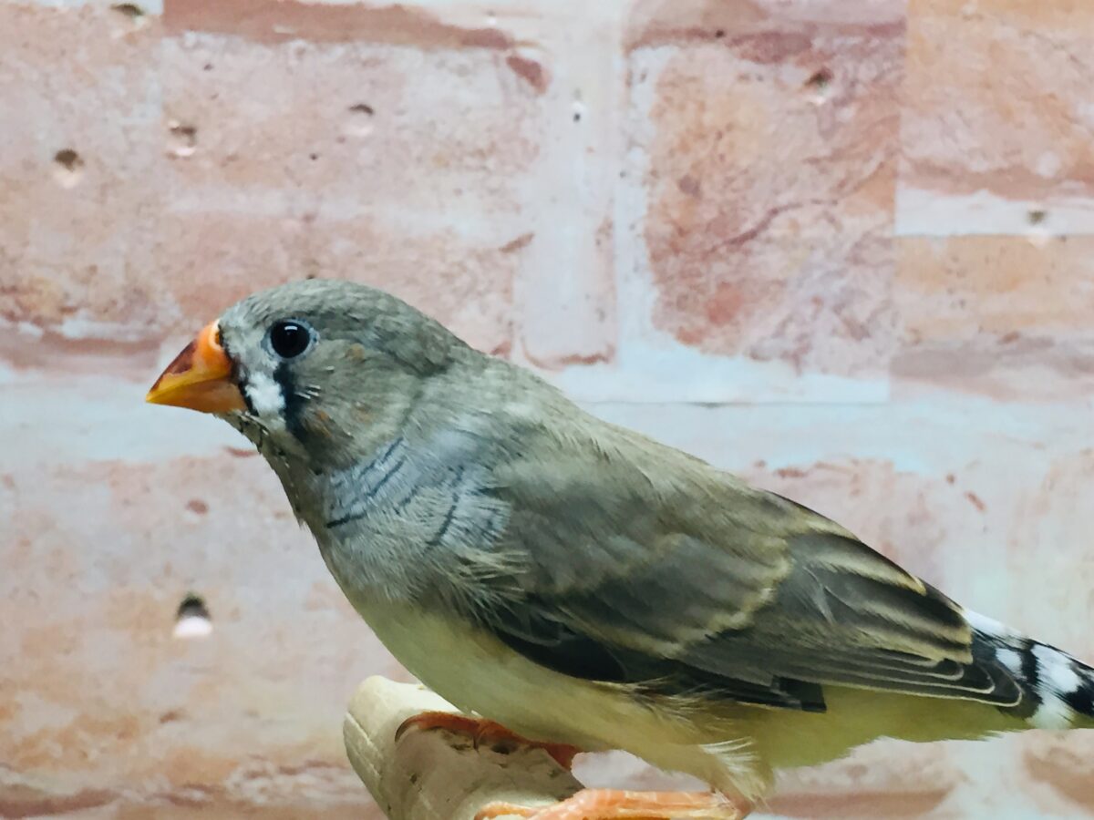 錦花鳥（キンカチョウ）