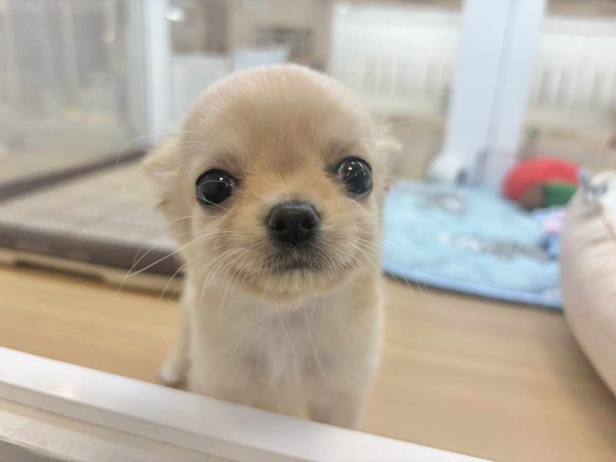 チワワ