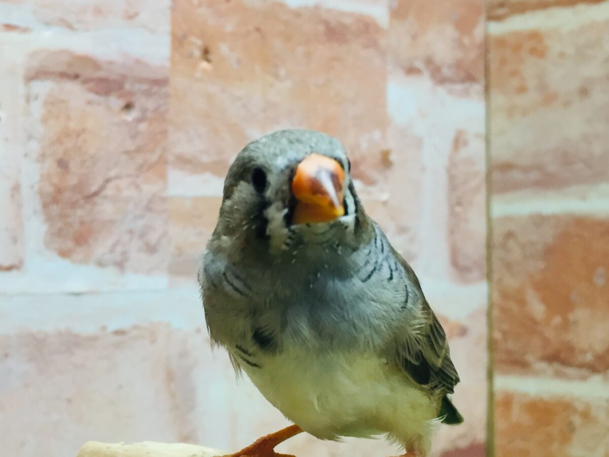 錦花鳥（キンカチョウ）