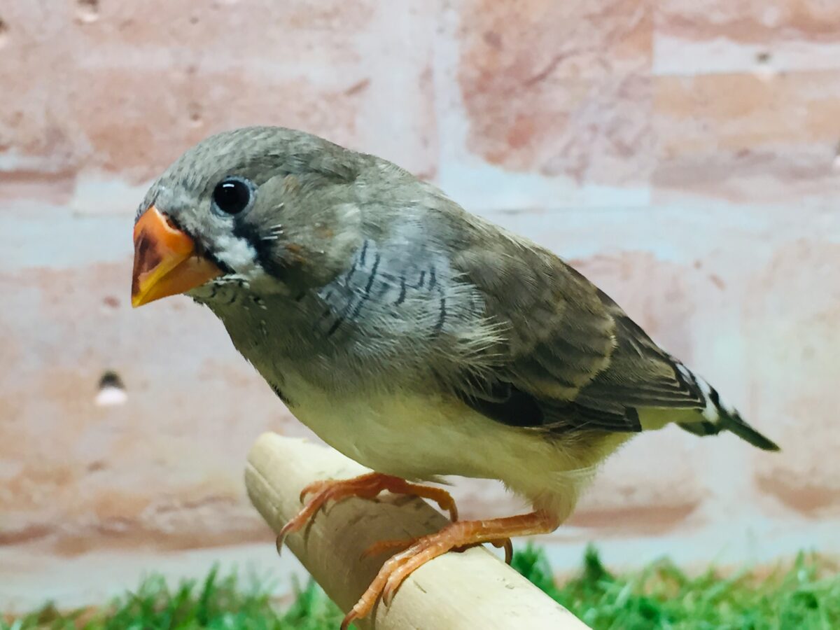 錦花鳥（キンカチョウ）