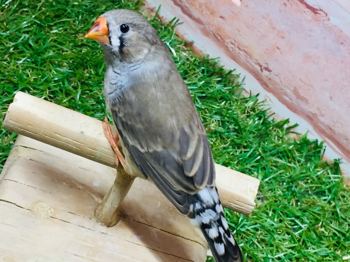 錦花鳥（キンカチョウ）