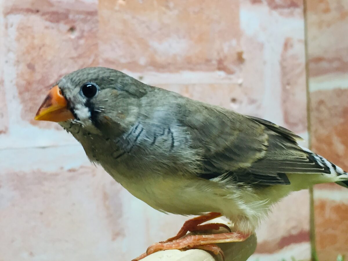 錦花鳥（キンカチョウ）