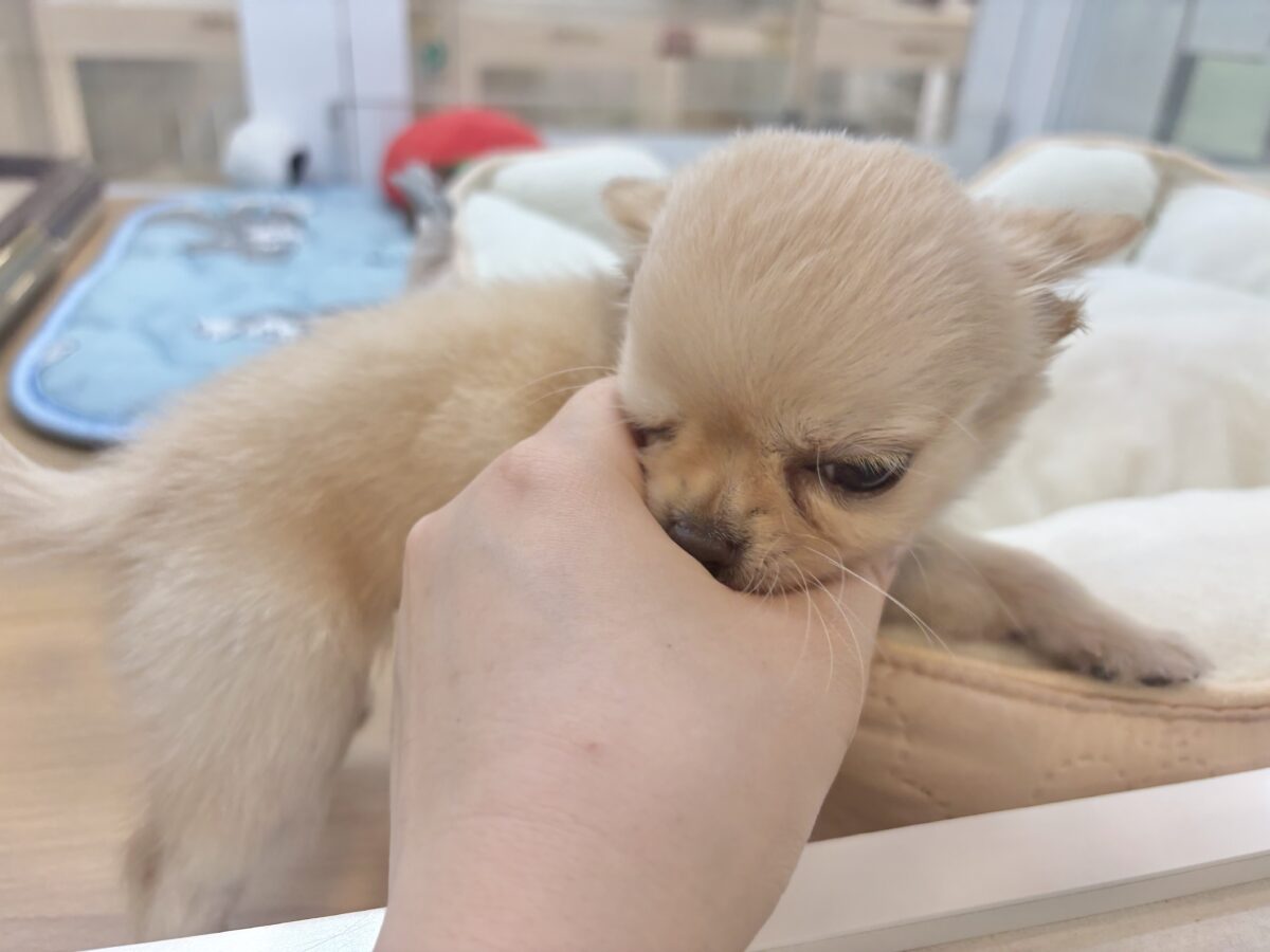 チワワ
