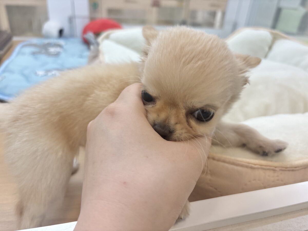 チワワ