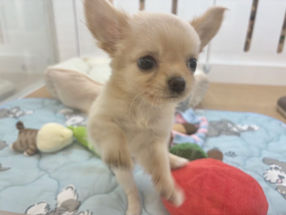 チワワ