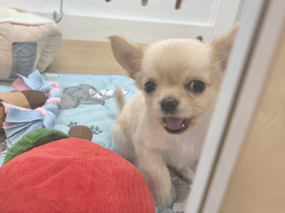 チワワ
