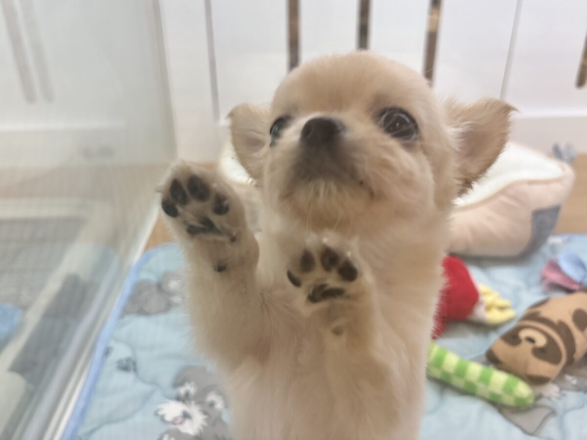 チワワ