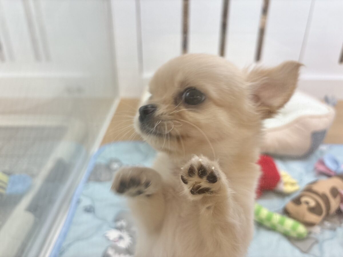 チワワ