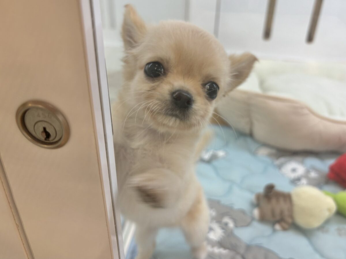 チワワ
