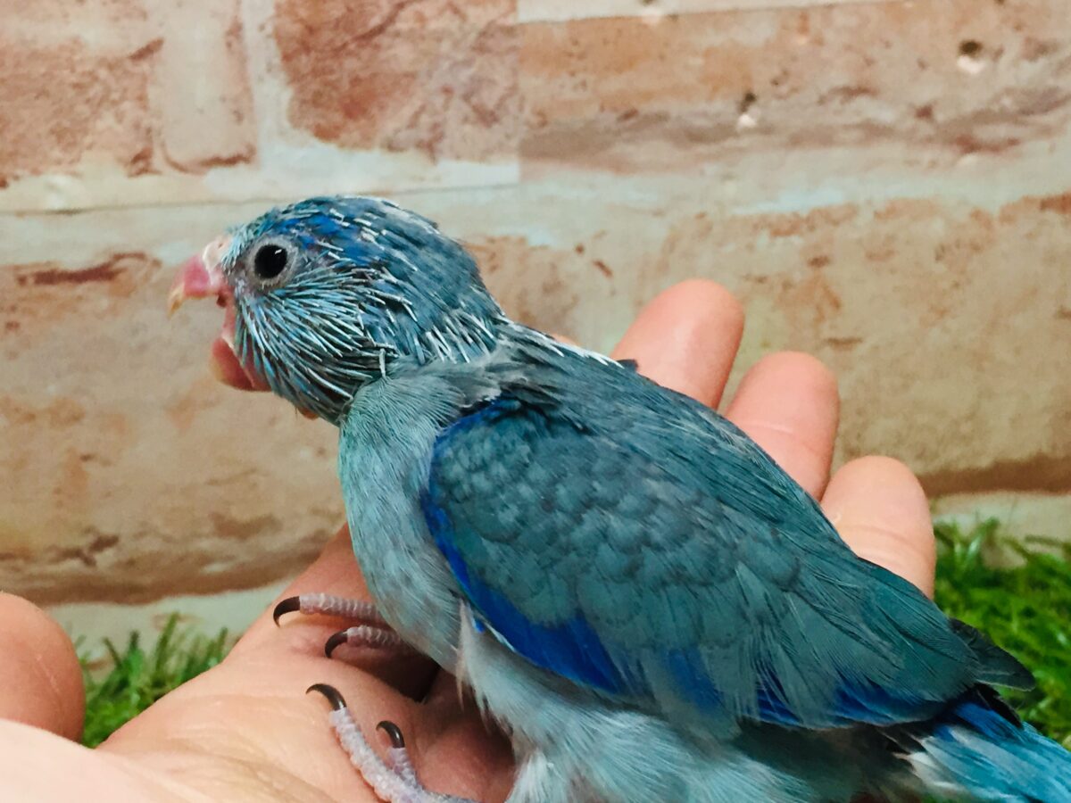 マメルリハ