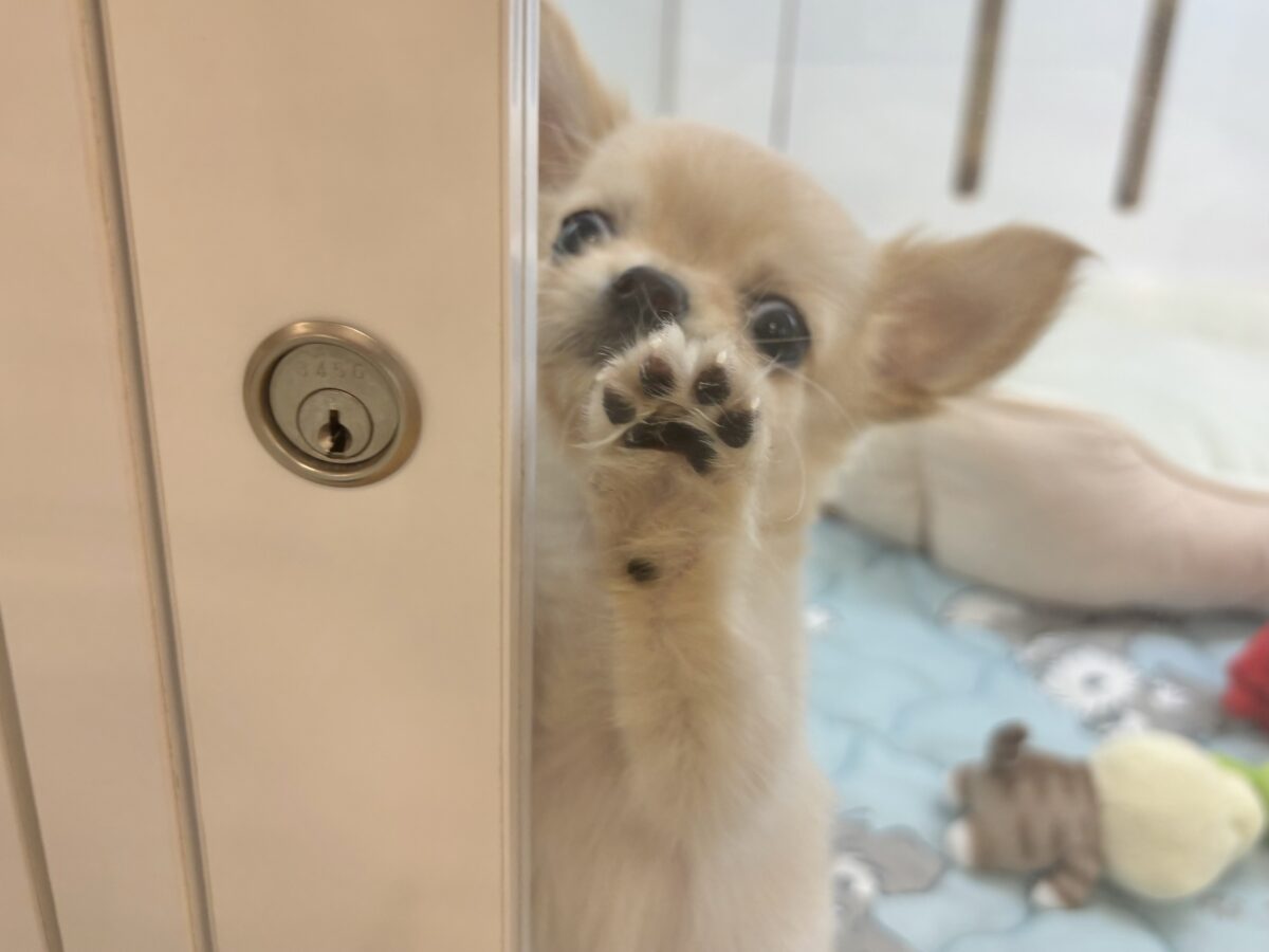 チワワ