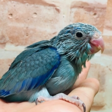 マメちゃんがやってきましたよー(*’▽’)💙💙💙　マメルリハ（ブルー）男のコ
