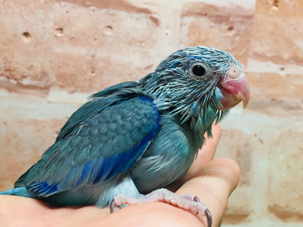 マメちゃんがやってきましたよー(*’▽’)💙💙💙　マメルリハ（ブルー）男のコ