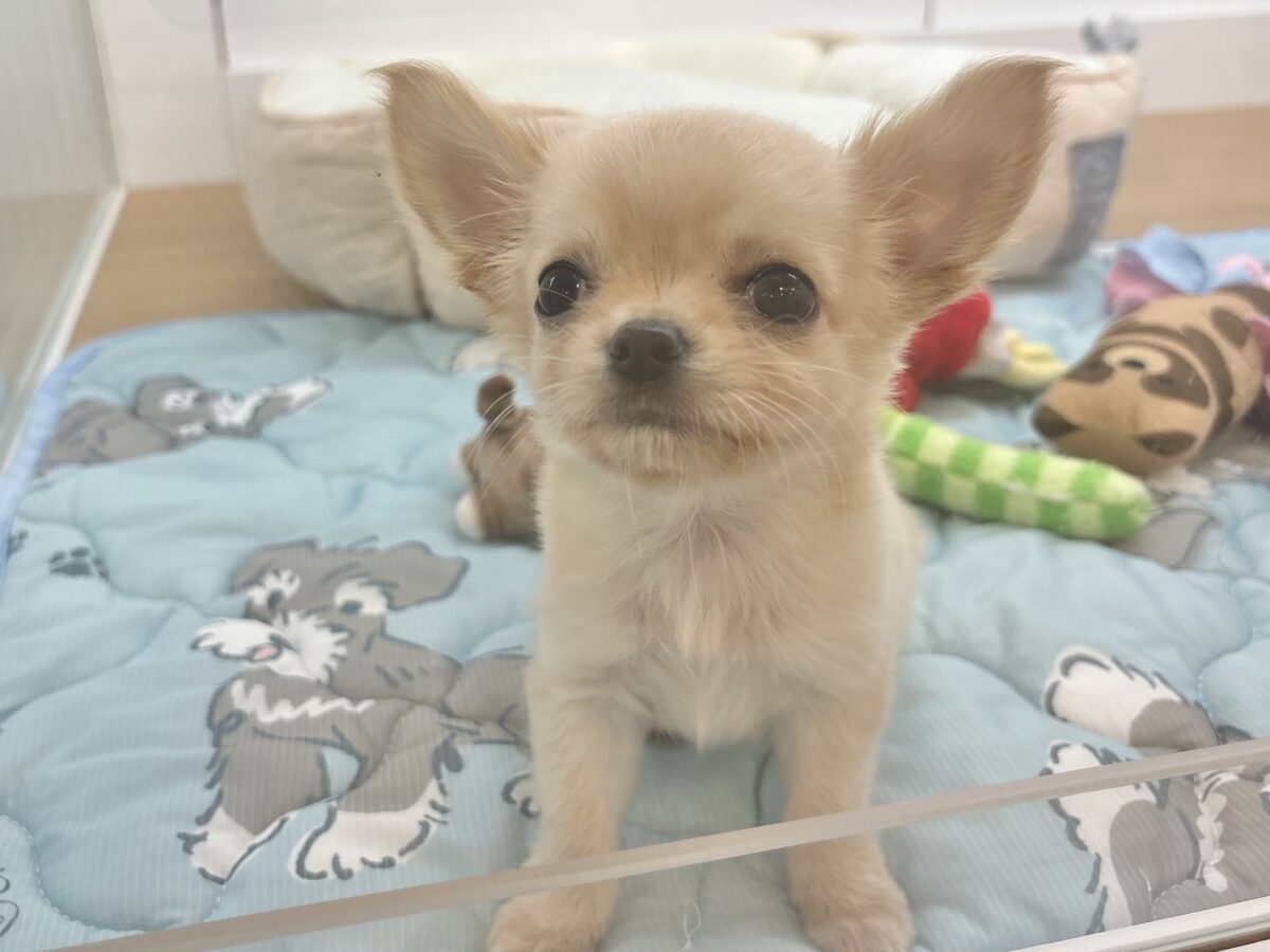 チワワ