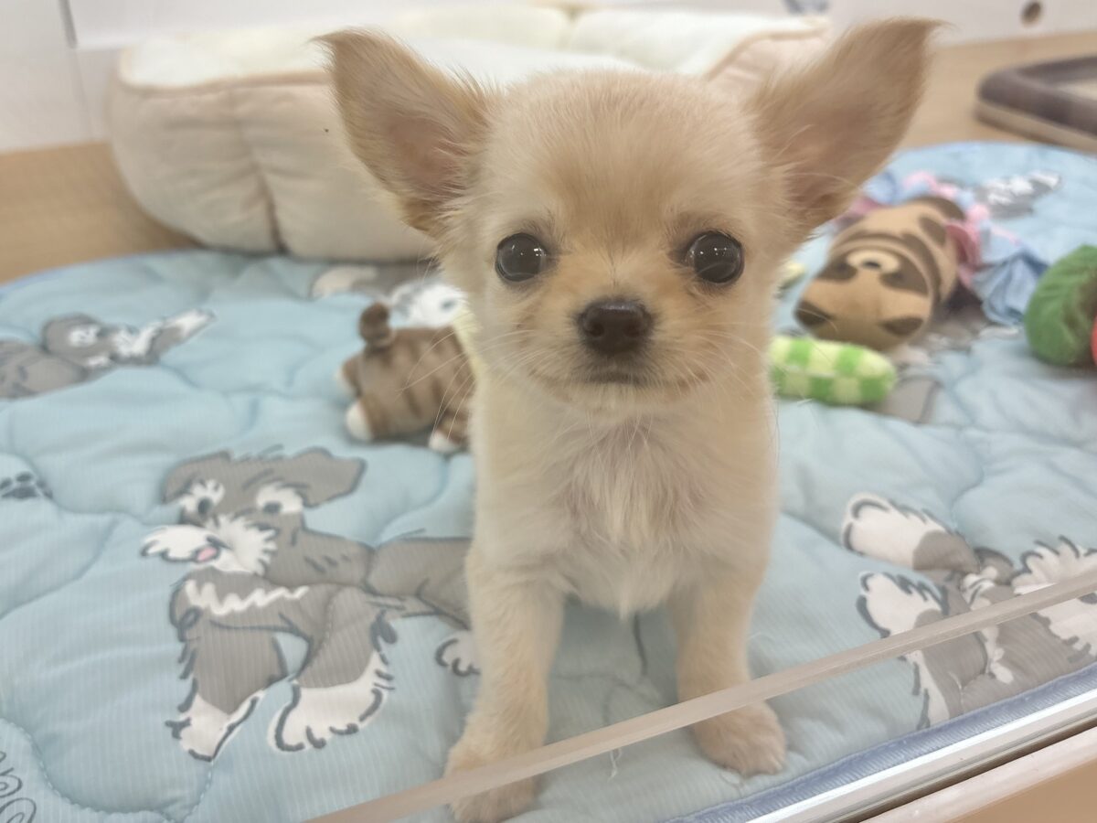 チワワ