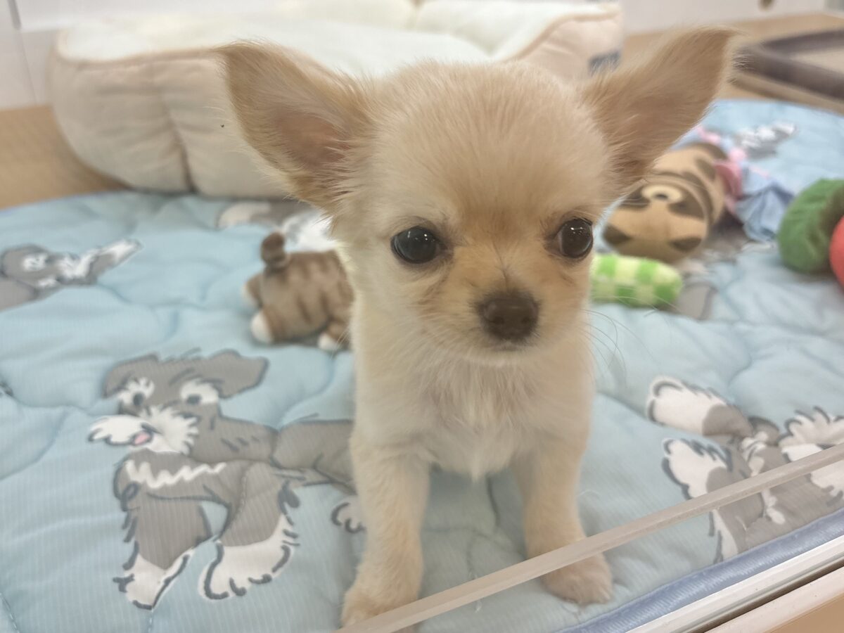チワワ
