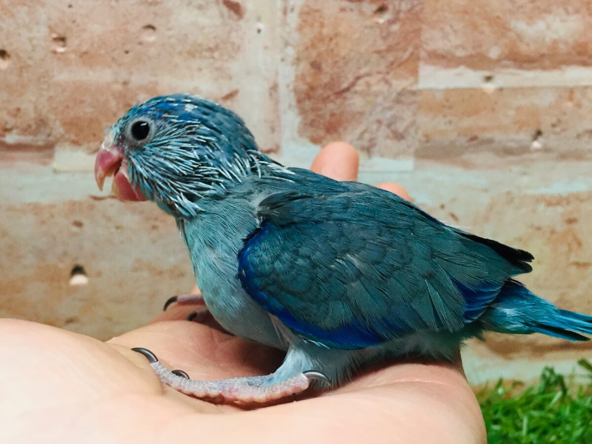 マメルリハ