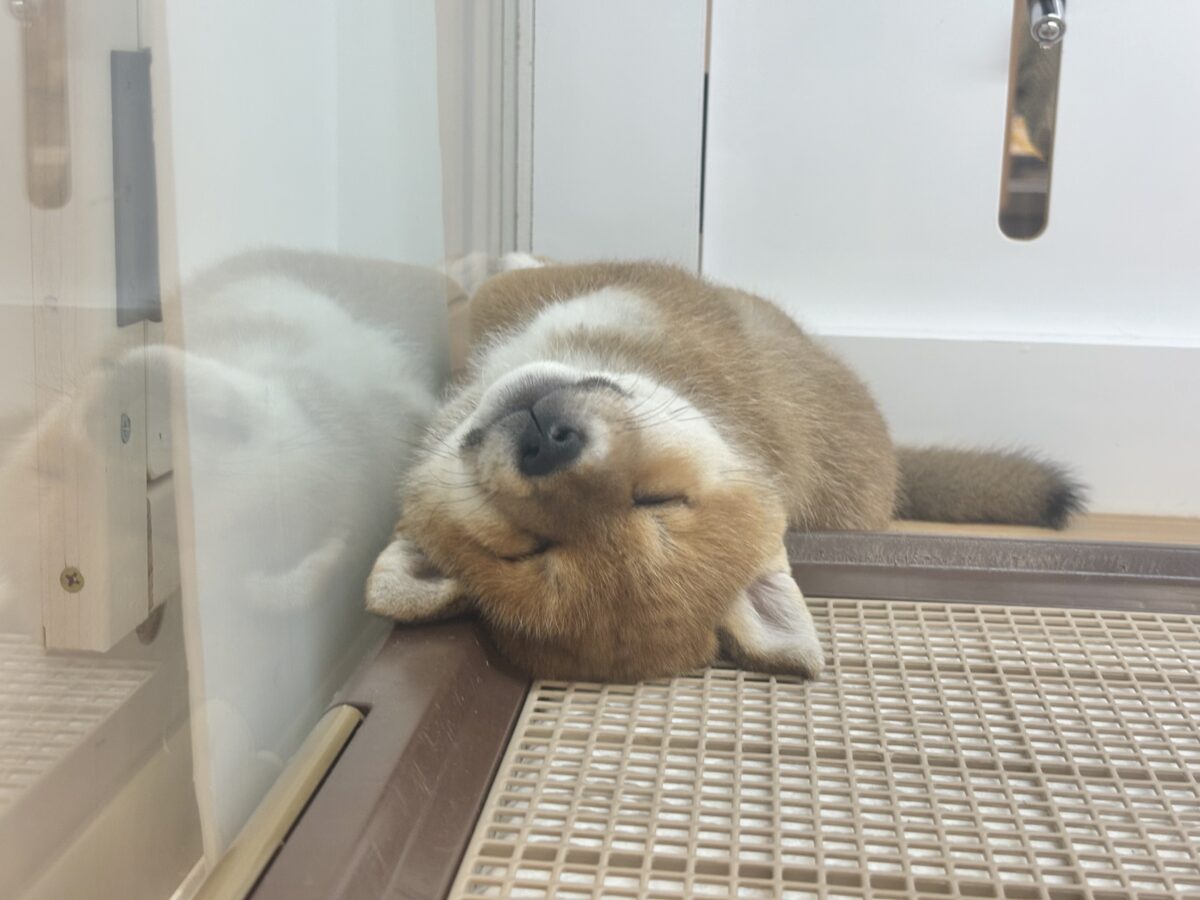 柴犬