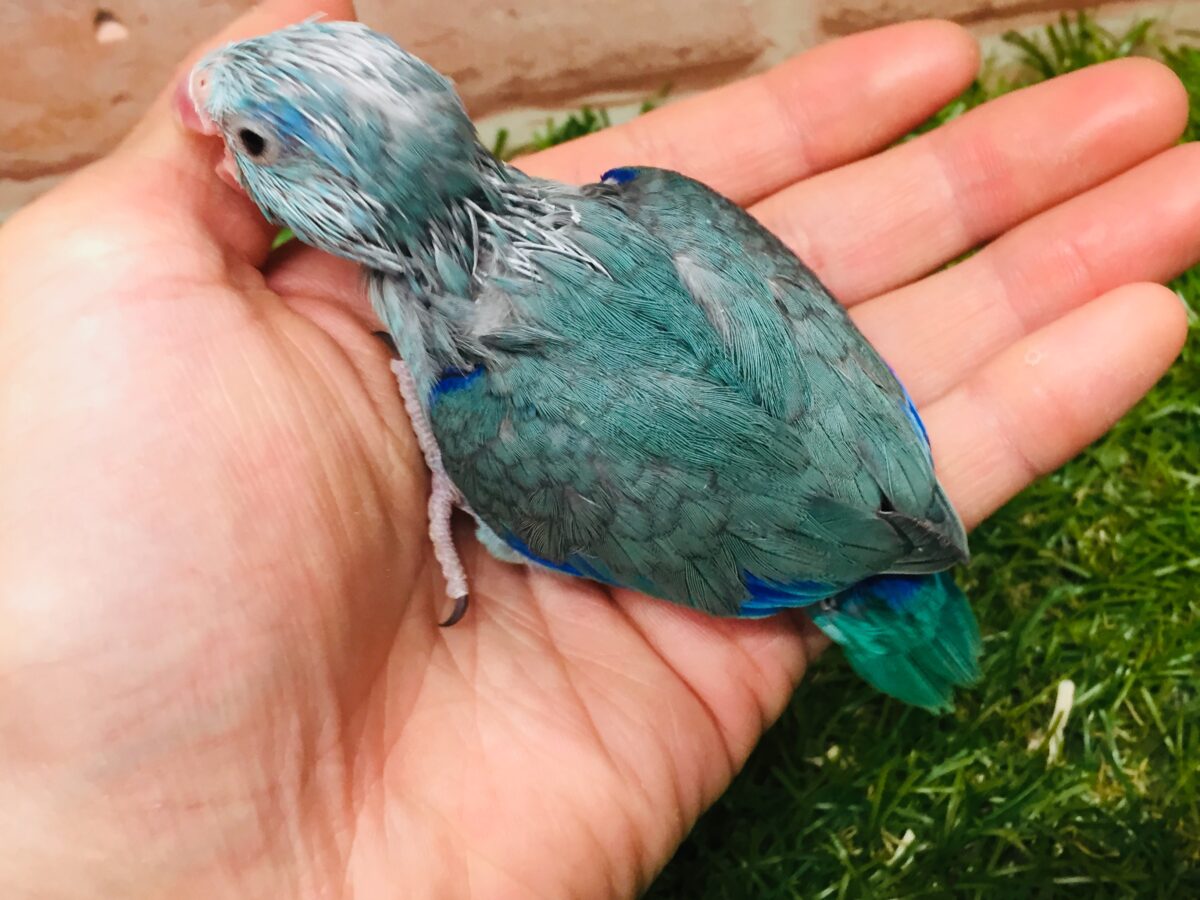 マメルリハ