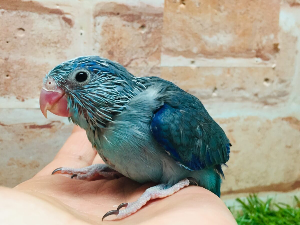 マメルリハ