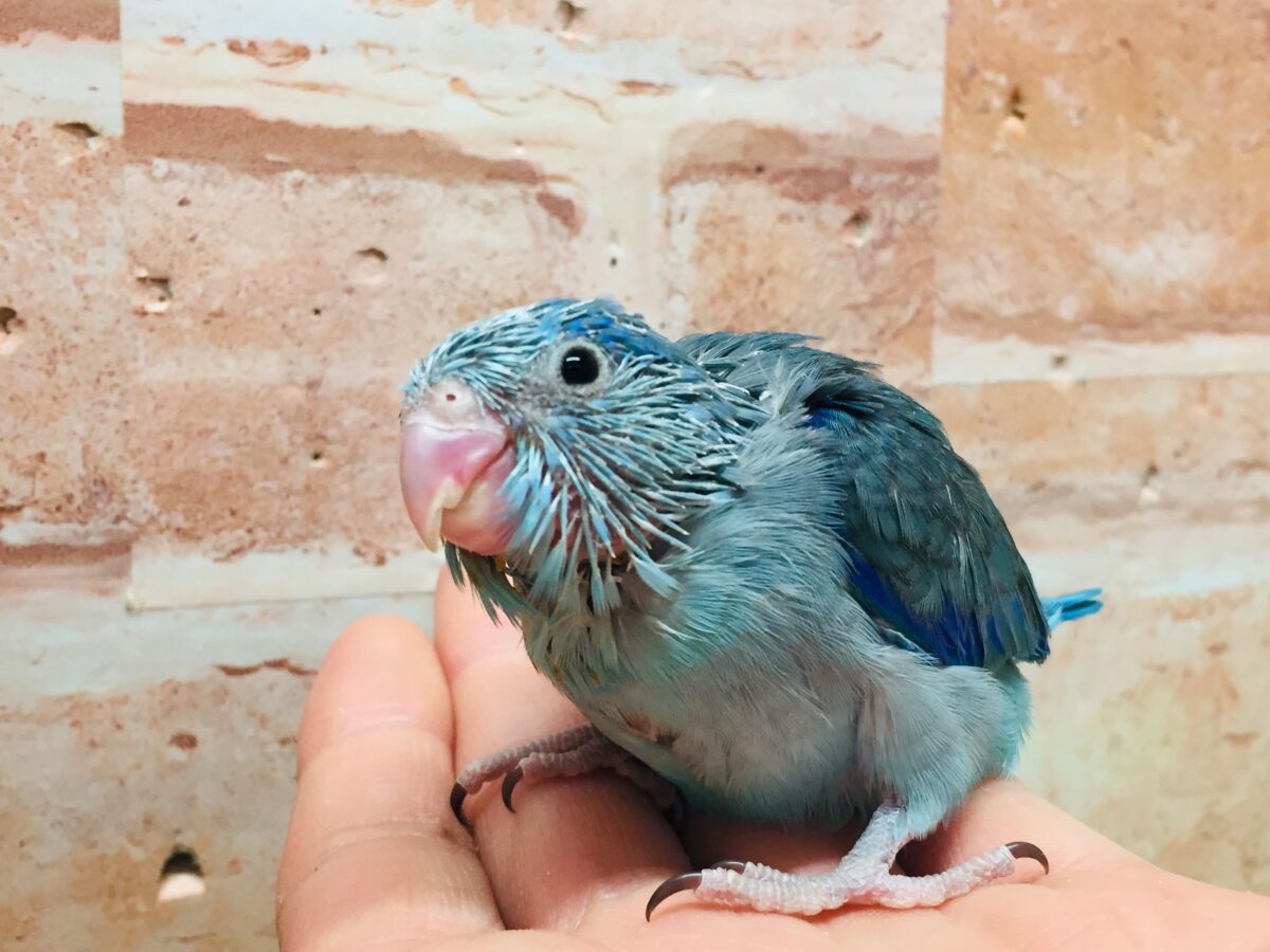 マメルリハ