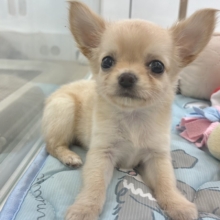 可愛いと全世界に叫びたいっ♥チワワくん！