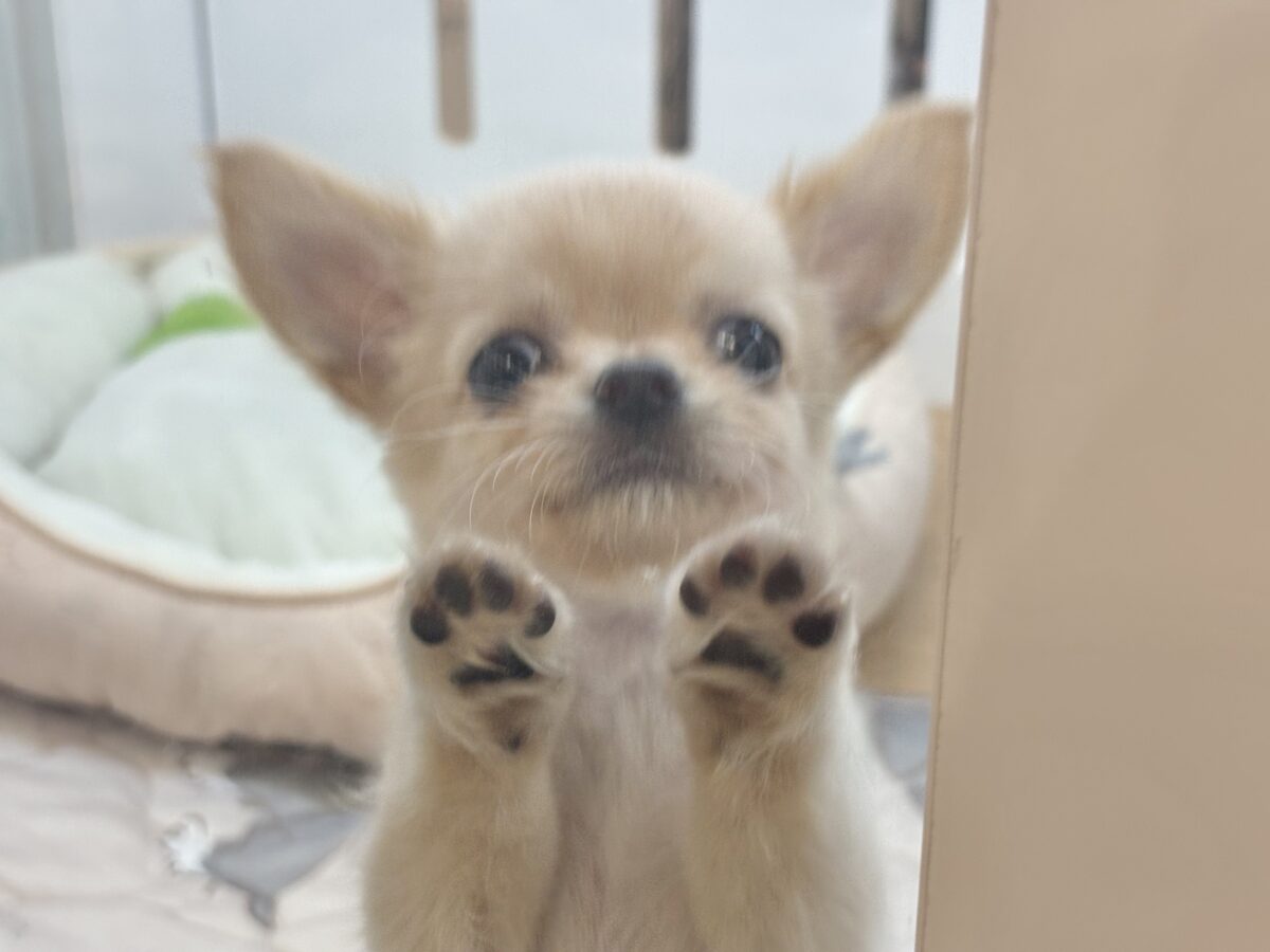 チワワ