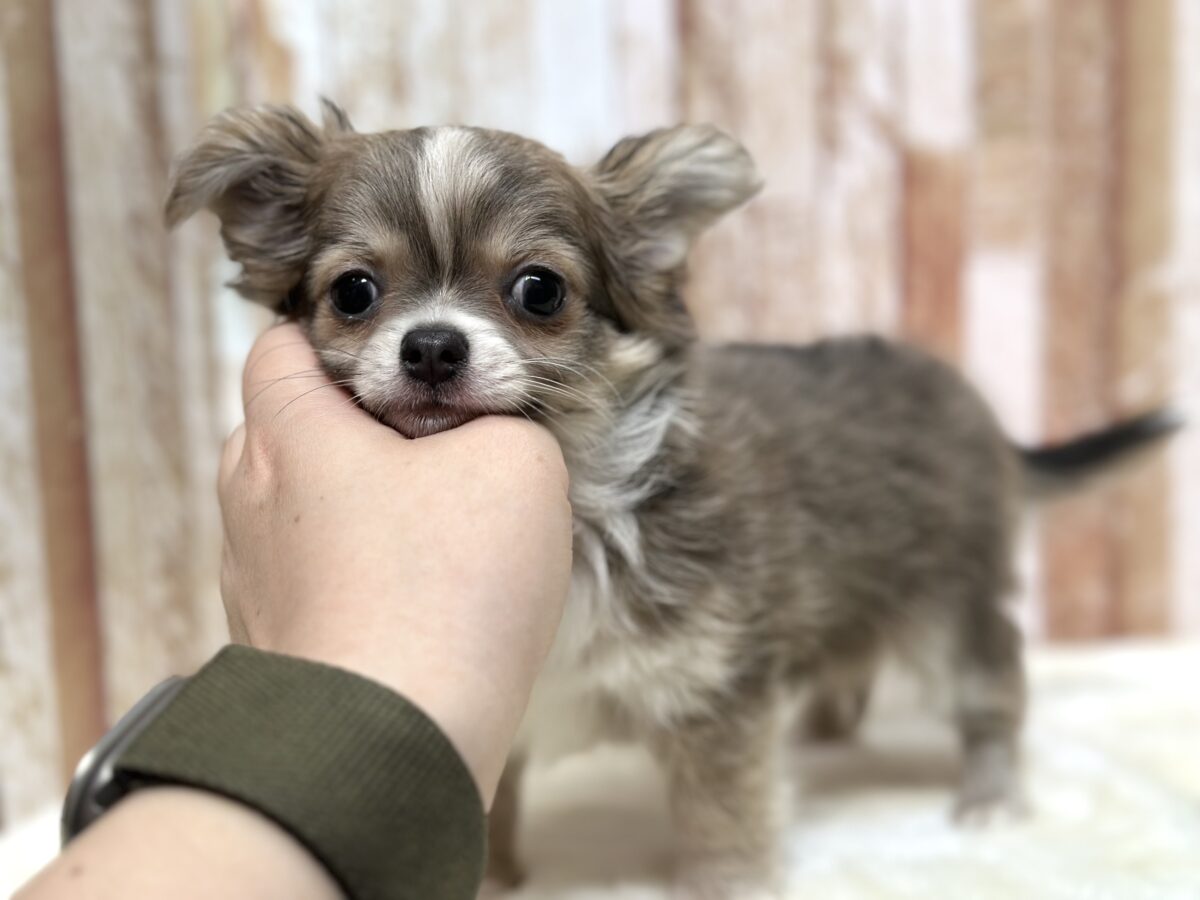 チワワ