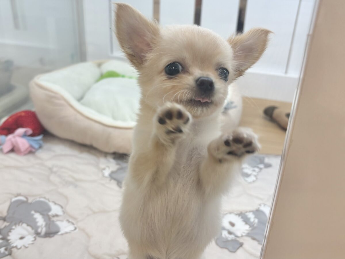 チワワ