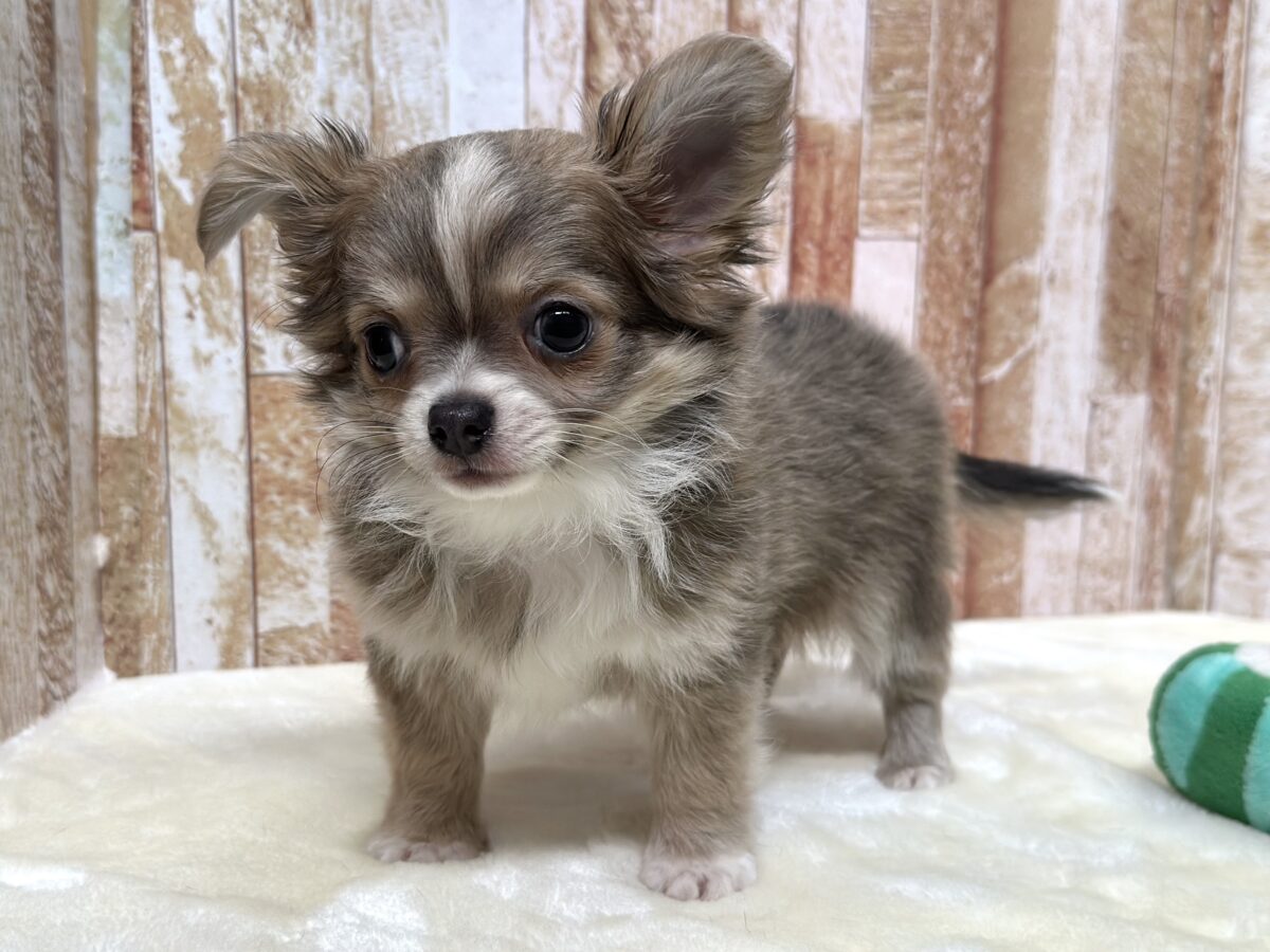 チワワ