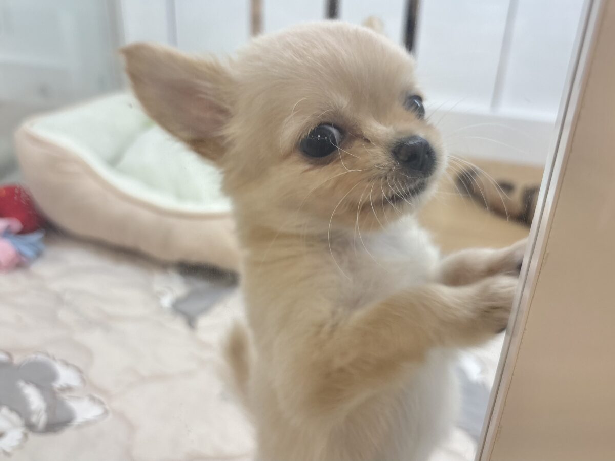 チワワ