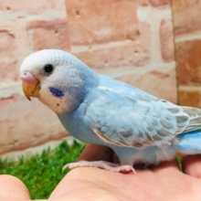 スパングルカラーのセキセイちゃんがやってきましたよ～💙💙💙　セキセイインコ