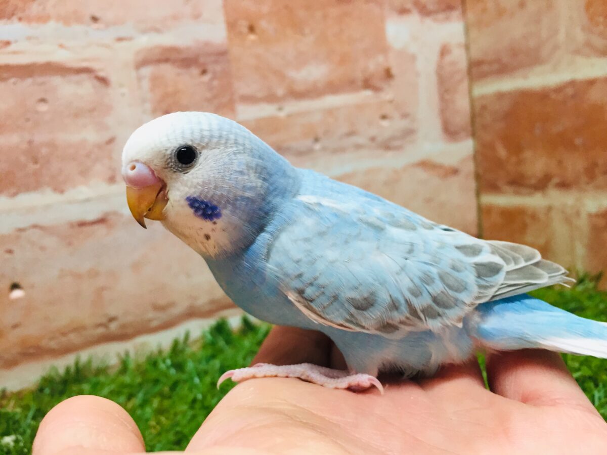 スパングルカラーのセキセイちゃんがやってきましたよ～💙💙💙　セキセイインコ