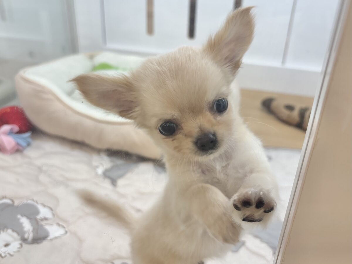 チワワ