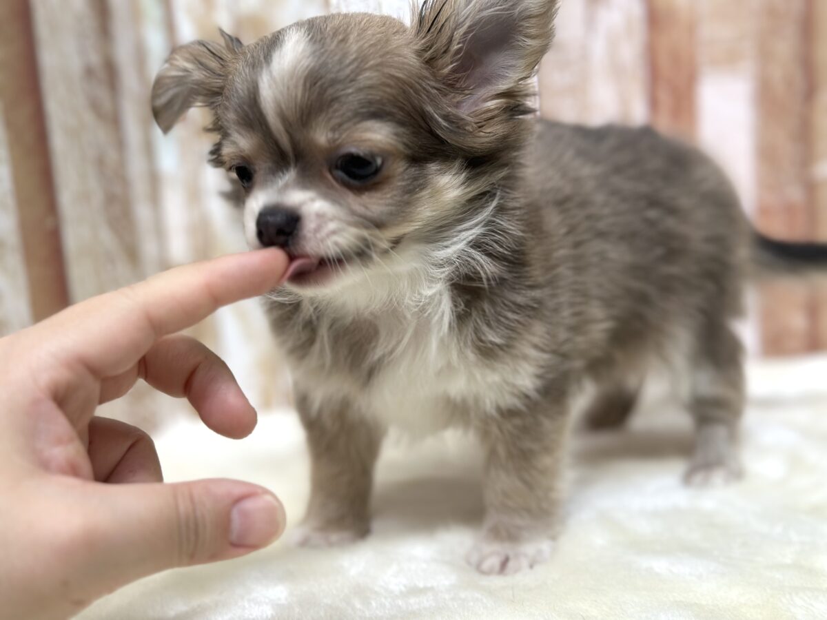 チワワ
