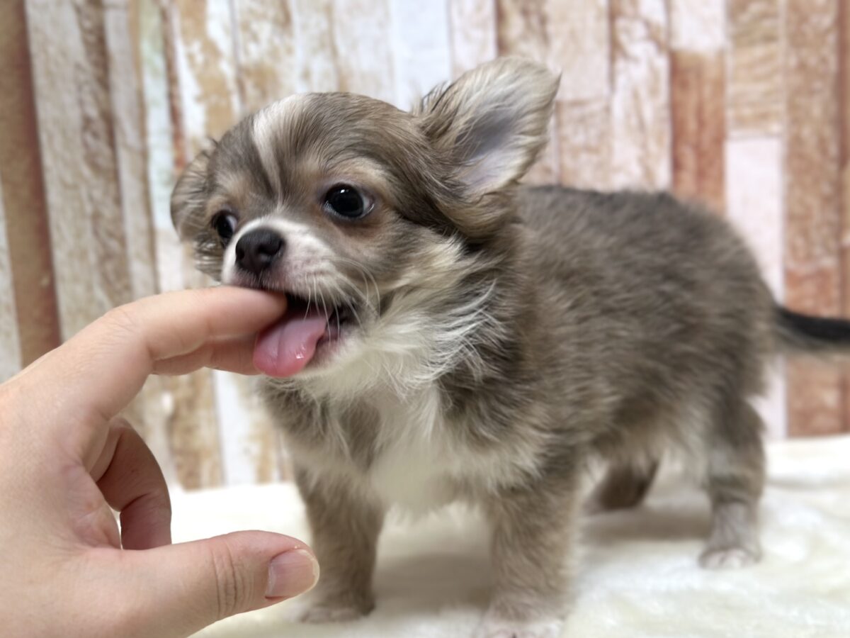 チワワ
