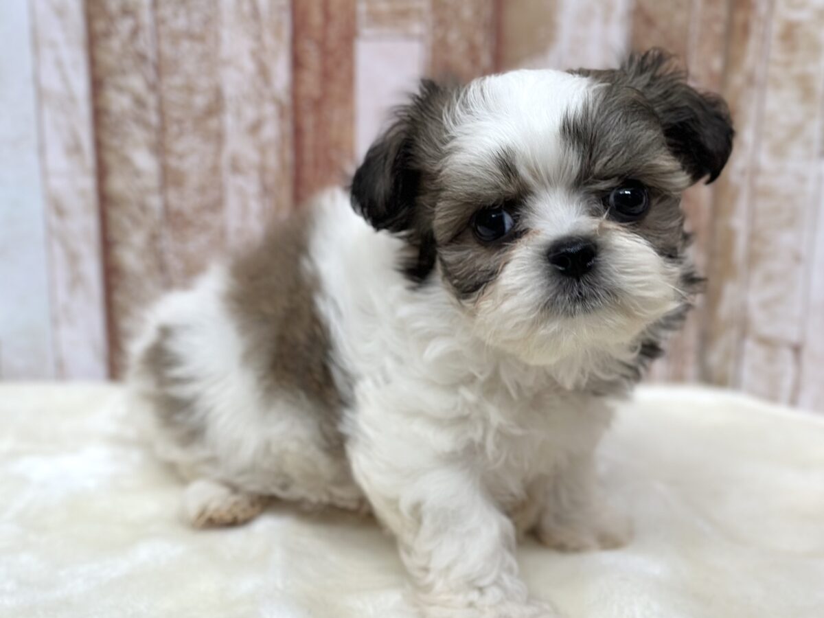 マルシーズ♡♡MIX犬（マルチーズ×シーズー）2026年3月13日生まれ　男の子