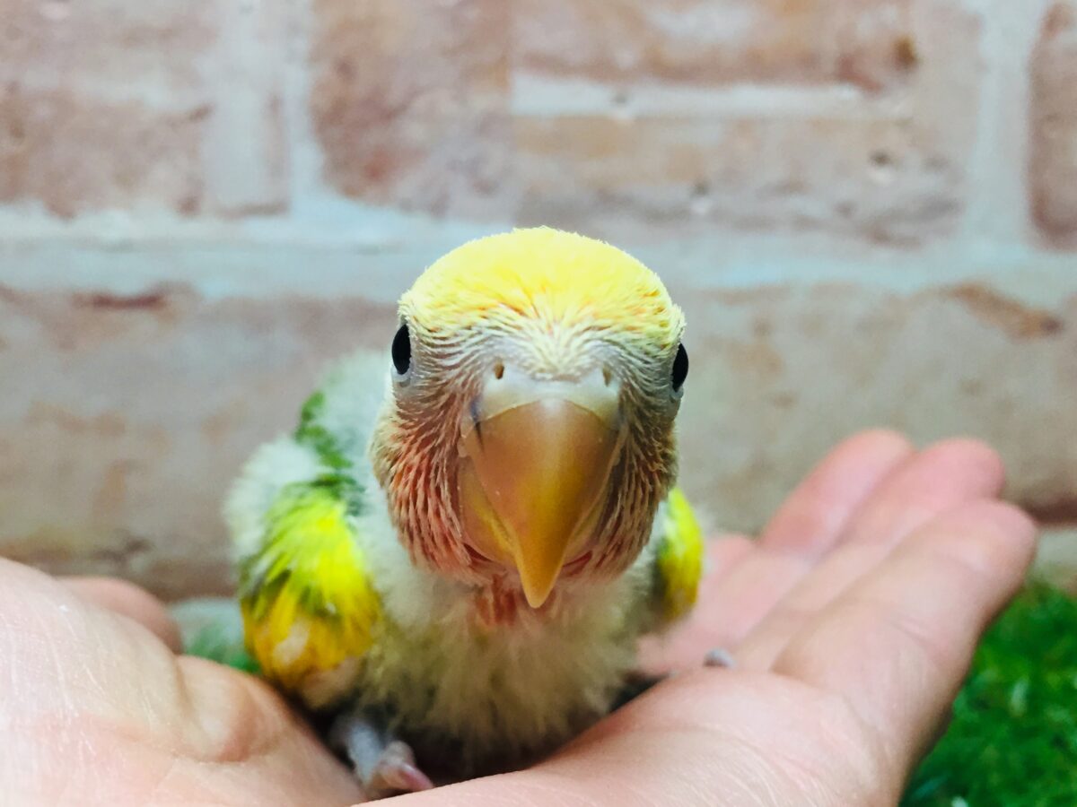 コザクラインコ（小桜インコ）