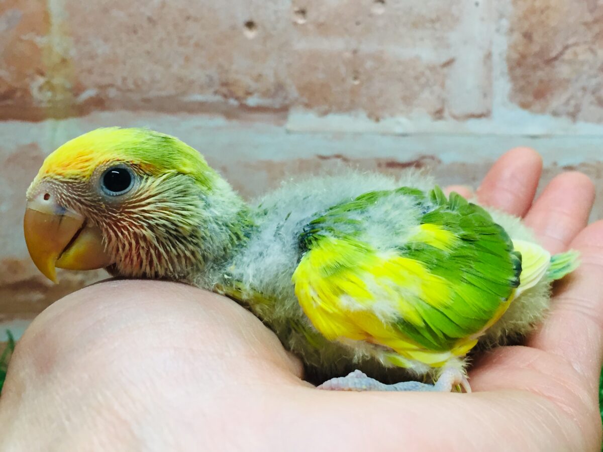 コザクラインコ（小桜インコ）