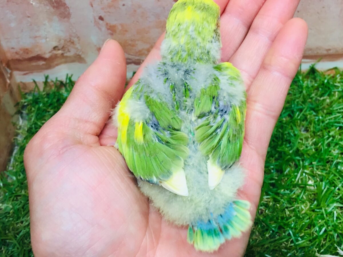 コザクラインコ（小桜インコ）