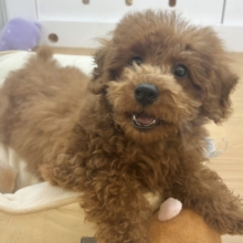 お腹見せた〜〜いっ♥トイプードルくん！