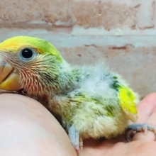 タイガーチェリーカラーのコザクラインコさんがやってきましたよ～(∩´∀｀)∩💚💛💚💛