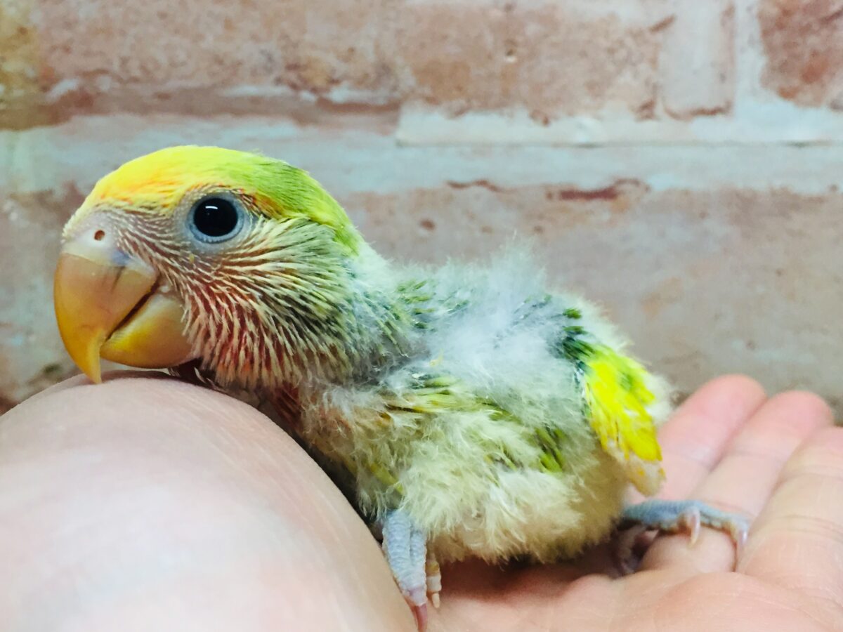 タイガーチェリーカラーのコザクラインコさんがやってきましたよ～(∩´∀｀)∩💚💛💚💛