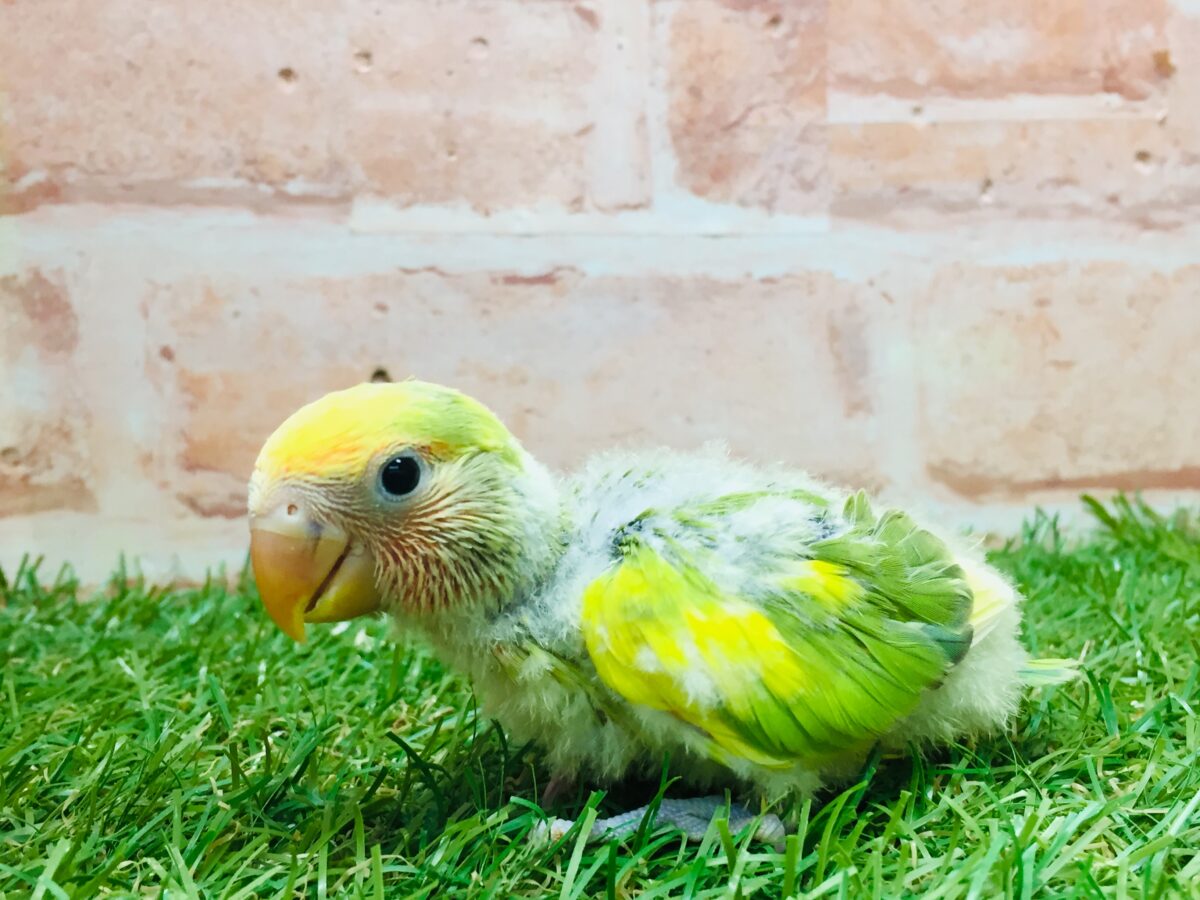 コザクラインコ（小桜インコ）