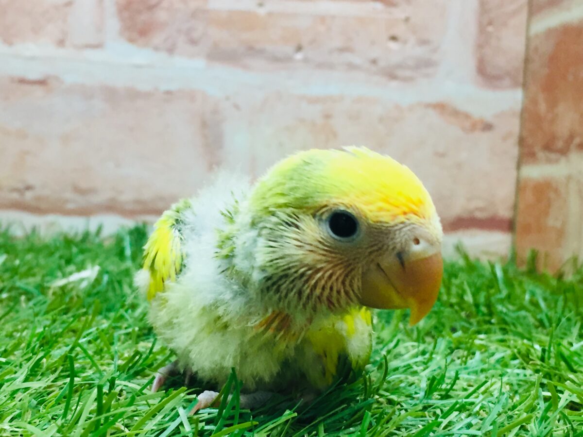 コザクラインコ（小桜インコ）