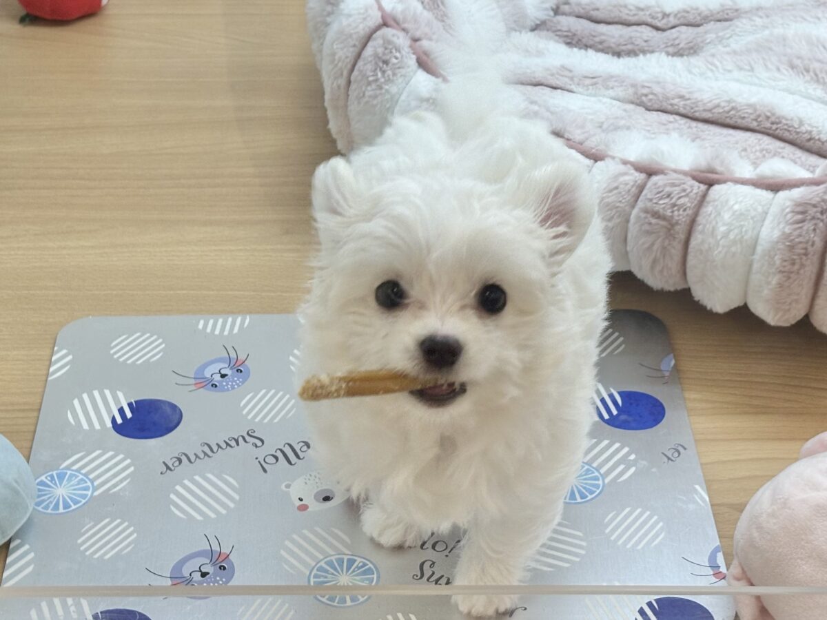 チワマル（マルチワ）