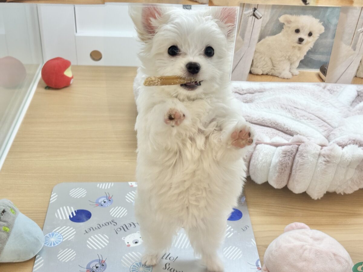 チワマル（マルチワ）